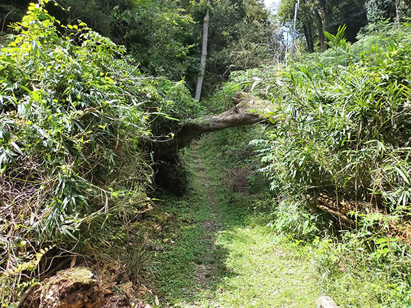 阿武山古墳