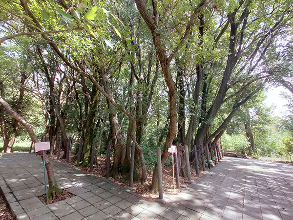 阿武山古墳
