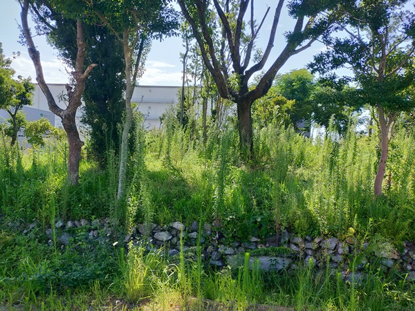 郡川西塚古墳