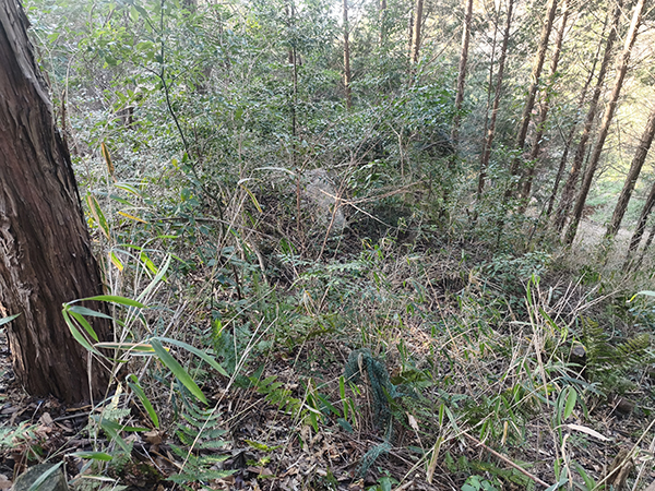 平野・大県支群第16支群