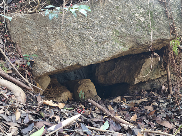 平野・大県支群第16支群