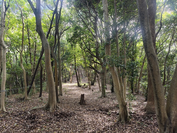 西陵古墳