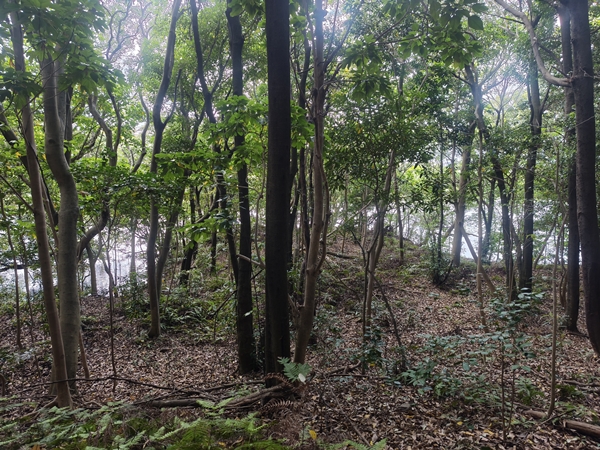 西陵古墳